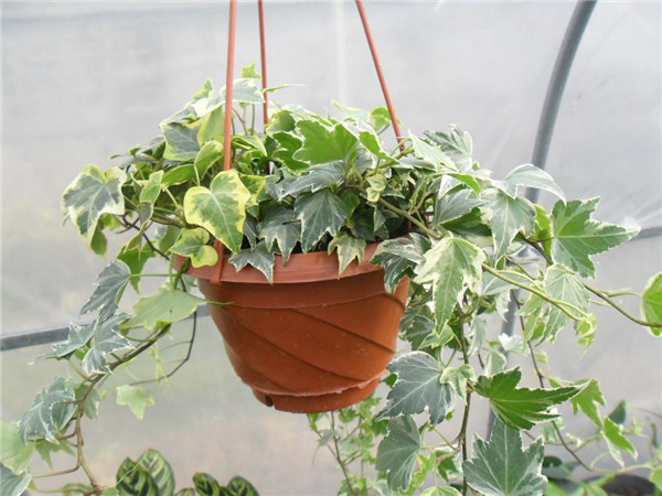 盆栽常青藤如何养殖方法几技巧 常春藤有毒吗适合在室内养殖吗