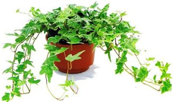 盆栽常青藤如何养殖方法几技巧 常春藤有毒吗适合在室内养殖吗