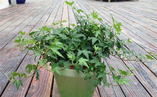 盆栽常青藤如何养殖方法几技巧 常春藤有毒吗适合在室内养殖吗