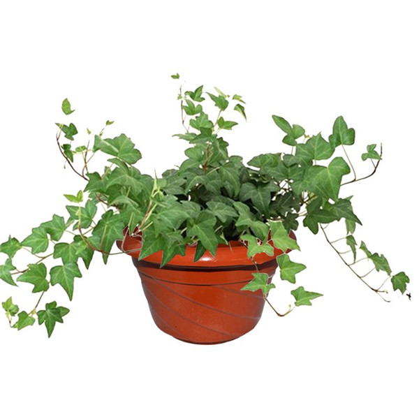 盆栽常青藤如何养殖方法几技巧 常春藤有毒吗适合在室内养殖吗