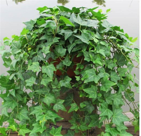 盆栽常青藤如何养殖方法几技巧 常春藤有毒吗适合在室内养殖吗