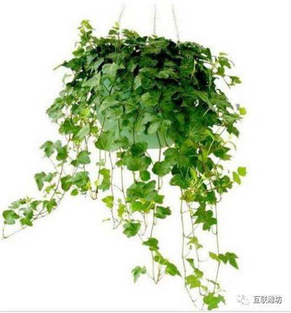 盆栽常青藤如何养殖方法几技巧 常春藤有毒吗适合在室内养殖吗