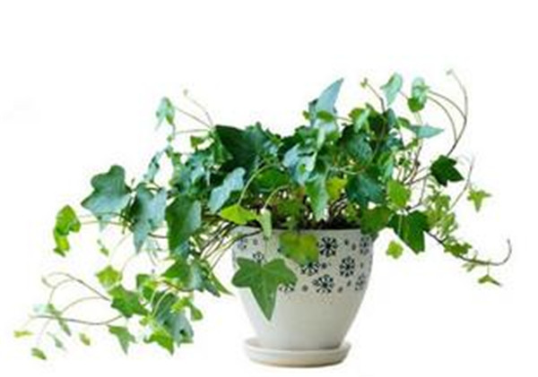 盆栽常青藤如何养殖方法几技巧 常春藤有毒吗适合在室内养殖吗