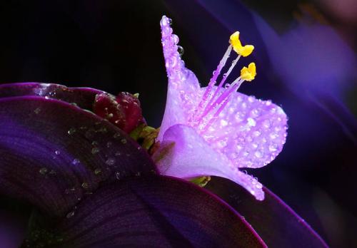 ����÷��η�ֳǤ�巽��ͼ�� ����÷����Ҫ��ֳ��ʽ����Щ