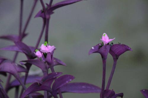 ����÷��η�ֳǤ�巽��ͼ�� ����÷����Ҫ��ֳ��ʽ����Щ