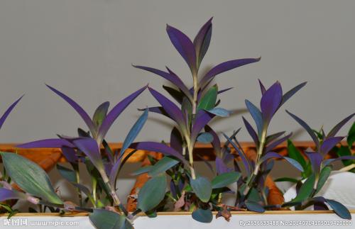 紫竹梅有毒吗能放在室内吗 紫竹梅的风水学作用你知道吗