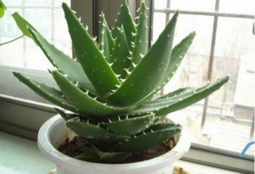 ����«���������  «���Ĺ�Ч�����ü�ʳ�÷�������Щ