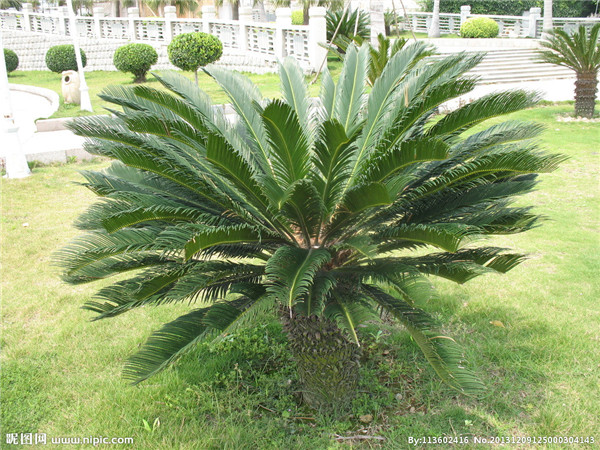 铁树应该怎么养为什么不能养单棵 为什么家里不能养铁树有什么忌讳