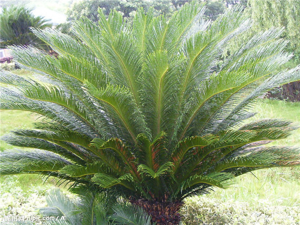 铁树应该怎么养为什么不能养单棵 为什么家里不能养铁树有什么忌讳