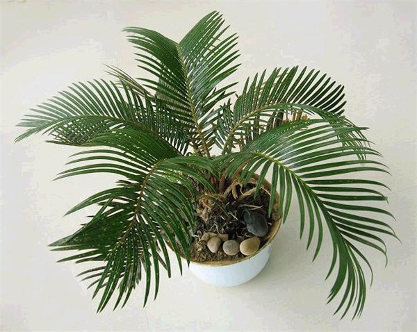 铁树应该怎么养为什么不能养单棵 为什么家里不能养铁树有什么忌讳