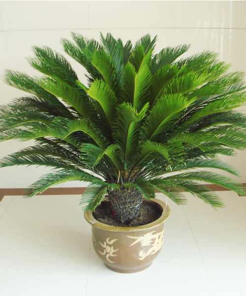 铁树应该怎么养为什么不能养单棵 为什么家里不能养铁树有什么忌讳