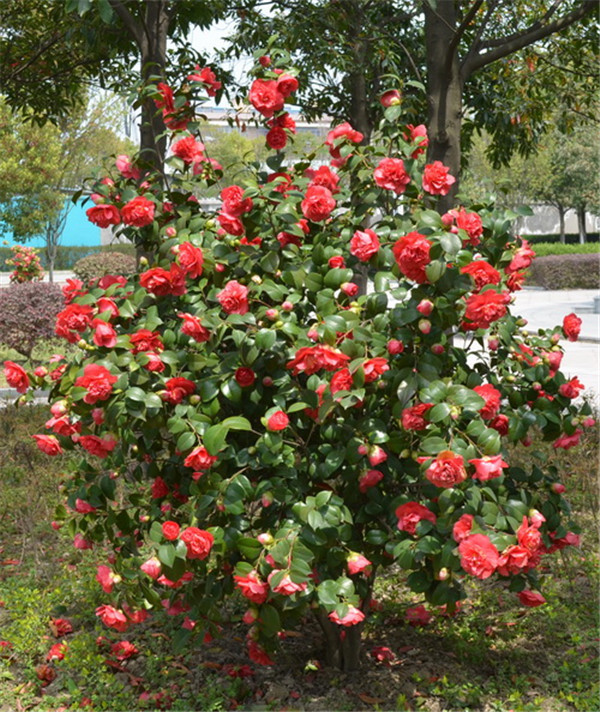 ɽ�軨���������ж��� ɽ�軨����������������ʲô��ˮ����