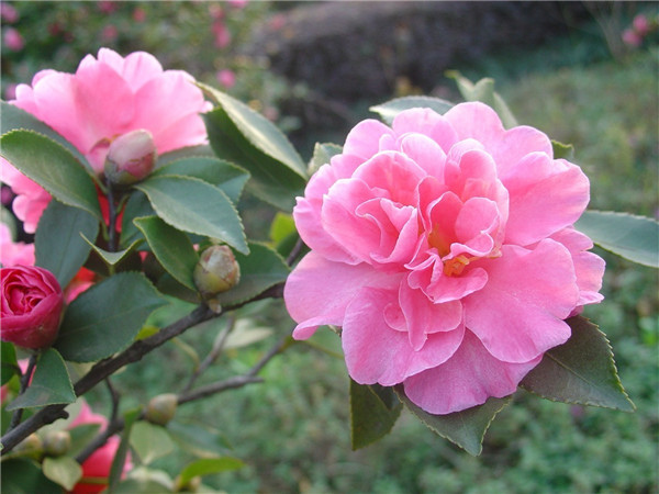 ɽ�軨���������ж��� ɽ�軨����������������ʲô��ˮ����