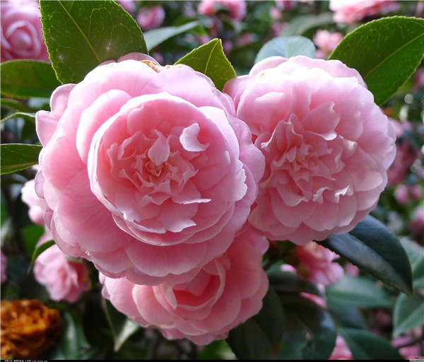 ɽ�軨���������ж��� ɽ�軨����������������ʲô��ˮ����