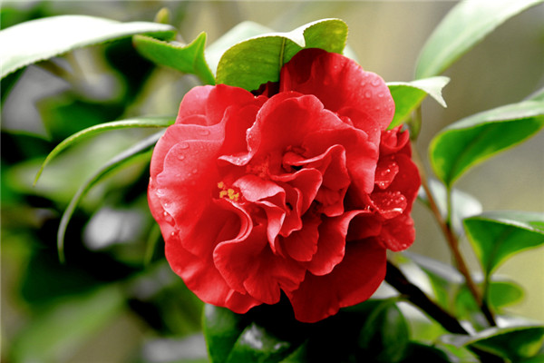 ɽ�軨���������ж��� ɽ�軨����������������ʲô��ˮ����