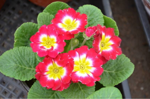 ��������ô��������ʢ  ����������ֳ������ע���������