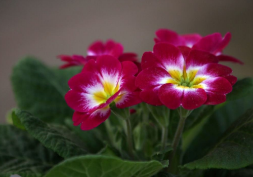 ��������ô��������ʢ  ����������ֳ������ע���������