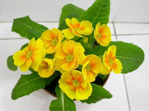 ��������ô��������ʢ  ����������ֳ������ע���������