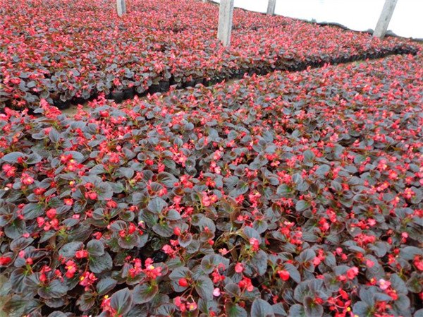 家里为什么不能养海棠花是不吉利吗 海棠花的寓意和象征是什么