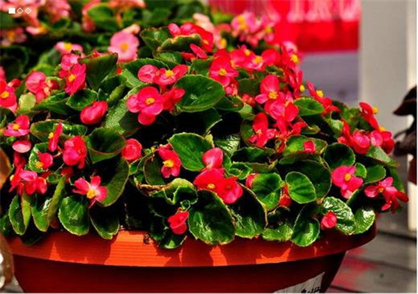 家里为什么不能养海棠花是不吉利吗 海棠花的寓意和象征是什么