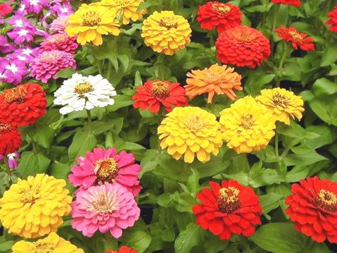 百日草花语象征着什么 百日草的功效和作用及主要价值你了解吗