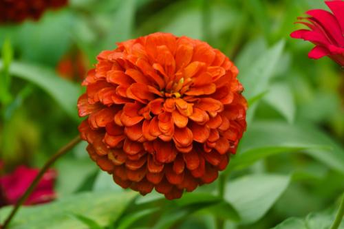 百日草花语象征着什么 百日草的功效和作用及主要价值你了解吗