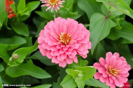 百日草花语象征着什么 百日草的功效和作用及主要价值你了解吗