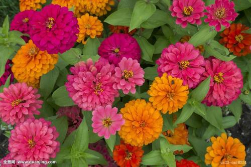 百日草花语象征着什么 百日草的功效和作用及主要价值你了解吗