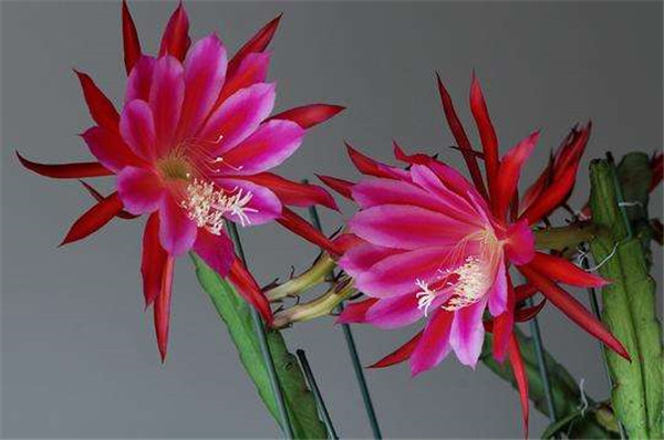 令箭荷花的花的可以食用吗有哪些药用价值 令箭荷花的养殖方法图解