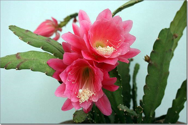 令箭荷花的花的可以食用吗有哪些药用价值 令箭荷花的养殖方法图解