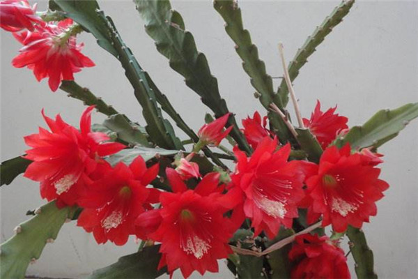 令箭荷花的花的可以食用吗有哪些药用价值 令箭荷花的养殖方法图解