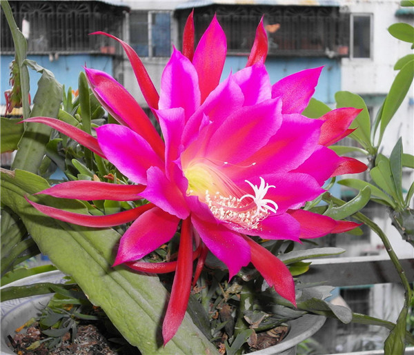 令箭荷花的花的可以食用吗有哪些药用价值 令箭荷花的养殖方法图解