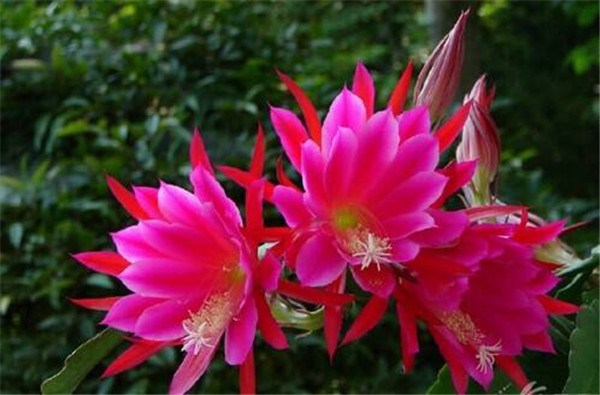 令箭荷花的花的可以食用吗有哪些药用价值 令箭荷花的养殖方法图解