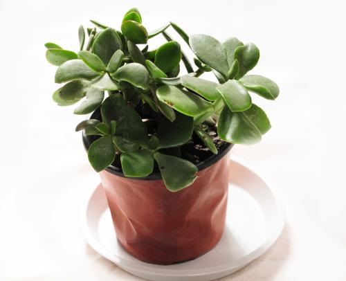 玉树什么时候换盆好 玉树换盆的注意事项有这些需要了解