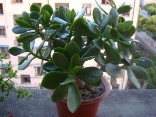 玉树什么时候换盆好 玉树换盆的注意事项有这些需要了解