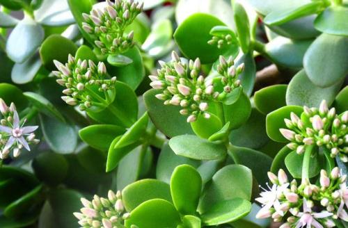 玉树什么时候换盆好 玉树换盆的注意事项有这些需要了解