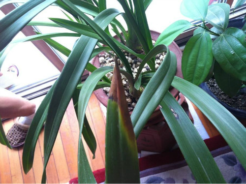 ��ޥ��Ҷ����ô�� ��ޥ��Ҷ�ӷ��ƿ�������Щ�����������