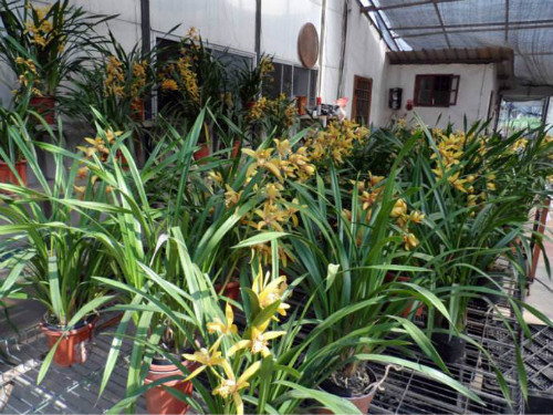 ��ޥ��Ҷ����ô�� ��ޥ��Ҷ�ӷ��ƿ�������Щ�����������