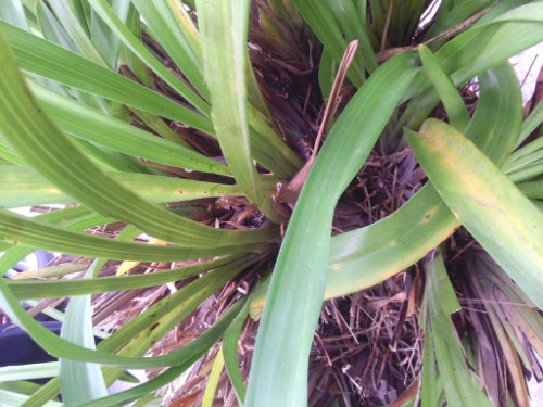 ��ޥ��Ҷ����ô�� ��ޥ��Ҷ�ӷ��ƿ�������Щ�����������