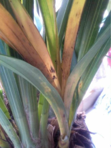 ��ޥ��Ҷ����ô�� ��ޥ��Ҷ�ӷ��ƿ�������Щ�����������