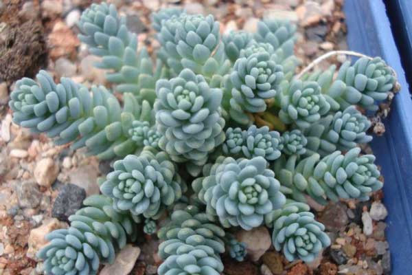 姬星美人可以叶插吗如何才能养爆盆 姬星美人分盆后三种不同效果