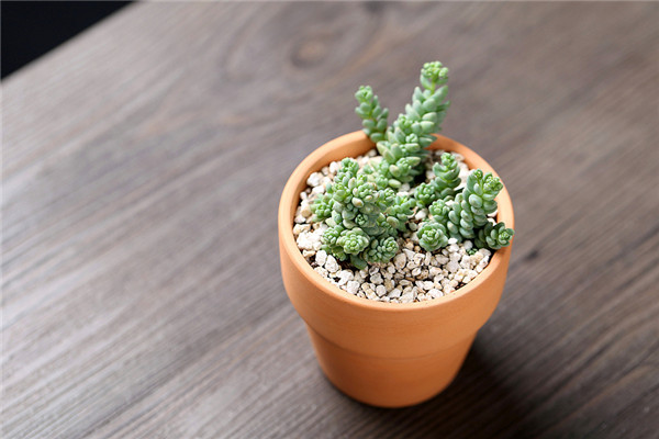 姬星美人可以叶插吗如何才能养爆盆 姬星美人分盆后三种不同效果