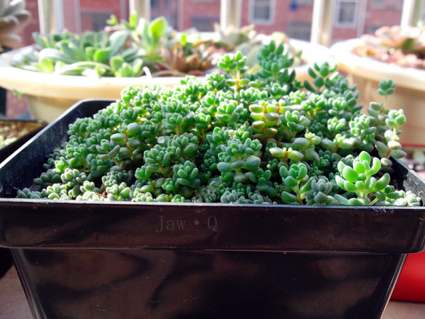 姬星美人可以叶插吗如何才能养爆盆 姬星美人分盆后三种不同效果