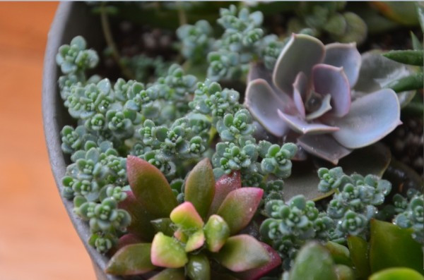 姬星美人可以叶插吗如何才能养爆盆 姬星美人分盆后三种不同效果