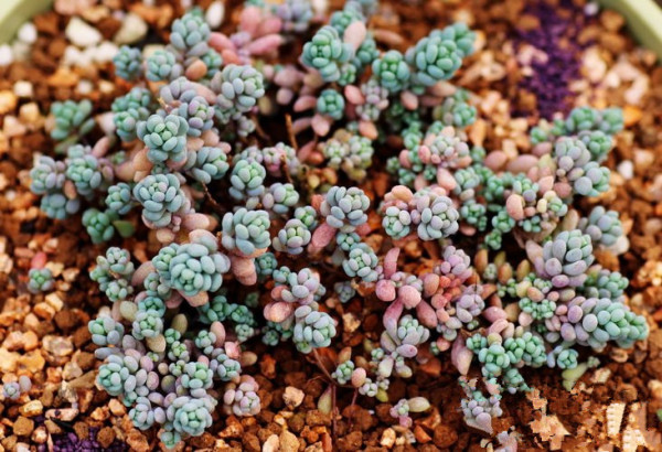 姬星美人可以叶插吗如何才能养爆盆 姬星美人分盆后三种不同效果