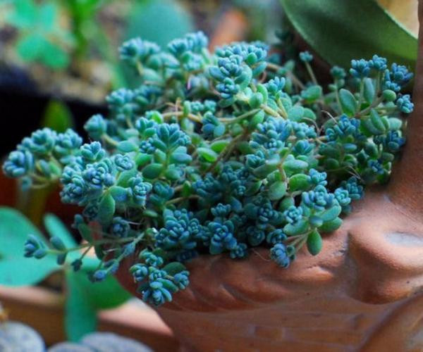 姬星美人可以叶插吗如何才能养爆盆 姬星美人分盆后三种不同效果