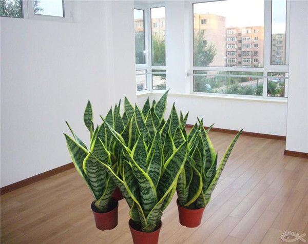 虎皮兰长高秘诀怎么养爆盆快 虎皮兰几月份可以扦插快速繁殖方法