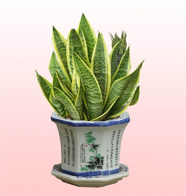 虎皮兰长高秘诀怎么养爆盆快 虎皮兰几月份可以扦插快速繁殖方法