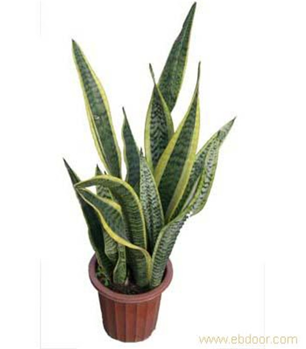 虎皮兰长高秘诀怎么养爆盆快 虎皮兰几月份可以扦插快速繁殖方法