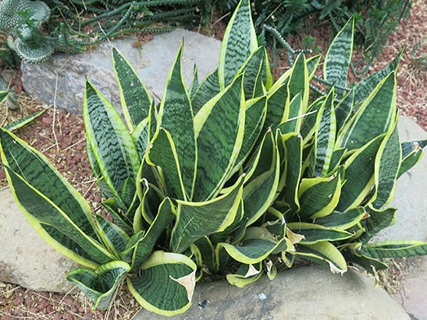 虎皮兰长高秘诀怎么养爆盆快 虎皮兰几月份可以扦插快速繁殖方法